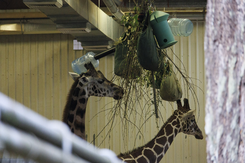 Woodland Park Zoo — photo 64